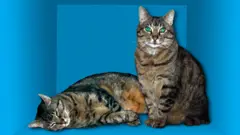 Ilustración de un gato vivo y muerto en referencia a la paradoja de Schrödinger