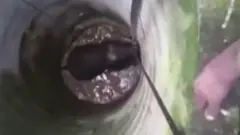 हाथी