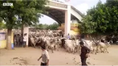 গরুর পাল