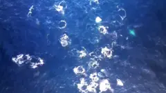 Grupo de baleias-jubarte nada no oceano