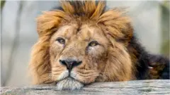 એશિયન સિંહ