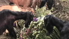 फूल खादैँ बाख्राहरू