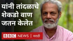 सेंद्रीय शेती, तांदळाचं वाण