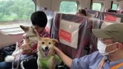 สุนัขในตู้รถไฟ