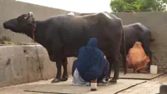 दूध