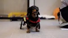 pethome