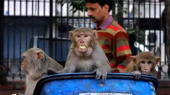Macacos em um lixos