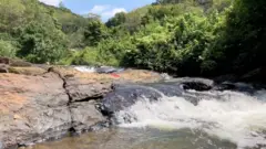 ''අවශේෂ වනාන්තර යනු වටිනා පරිසර පද්ධති වේ''
