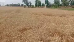 ਫ਼ਸਲ ਨੂੰ ਅੱਗ ਤੋਂ ਬਚਾਉਣ ਦੀ ਤਿਆਰੀ