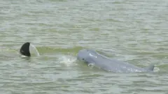 Foto dokumentasi esut pesisir di Teluk Balikpapan