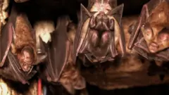 வவ்வால்