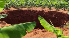 అరటి తోటలో ఏర్పడిన గొయ్యి