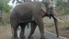காட்டு யானை