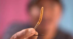 यार्सागुम्बा 