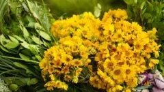 Daraaraa yeroo Birraa mul'atu