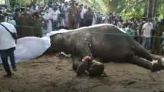 Inzovu idasanzwe yo muri Sri Lanka