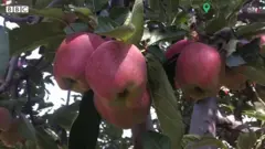 कश्मीर सेब