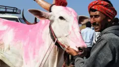 हरण्या बैल