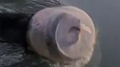 bear