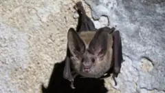A bat pictured in a cave in Cuba