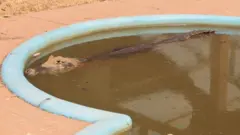 Umesporti betdois jacarésesporti betpiscinaesporti betpousada no Pantanal