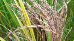 களர்ப்பாலை பயிர்