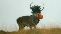 జింక (స్టాగ్)