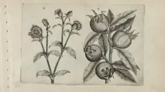 Un dessin de fruits de néflier datant d'environ 1600.