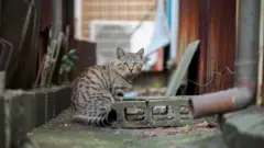 Cat sat near industrial materials