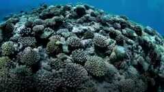 coral