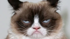 Grumpy Cat, staring down the lens