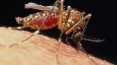 डासांचे समूळ उच्चाटन करावे का?