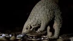 pangolin thumb