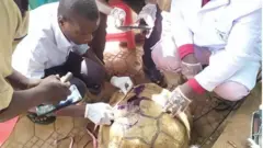 Doctor dey treat di tortoise