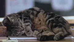 кіт