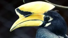 હોર્નબિન