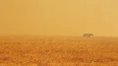 От жары и пожаров бегут и люди, и тапиры в Бразилии