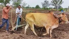 सोयाबीन पेरणी