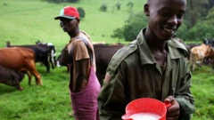 Un couple d'éleveurs avec leurs vaches