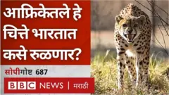 चित्ता