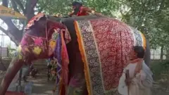 यूपीको मथुरामा हात्तीमाथि बसेर योग गर्दै गर्दा बाबा रामदेव लडे। हात्ती हल्लिएको कारण सन्तुलन बिग्रियो र बाबा रामदेव खसे। एक भिडिओ।