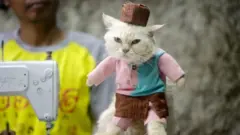 Cat tailor Fredi Lugina Priadi looks at a cat wearing a costume he made in his workshop in Bogor, Indonesia, 02 December 2020.