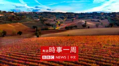 蒙特法爾科葡萄園