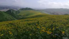 Lomas de Cicasos