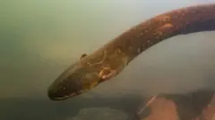 Electrophorus voltai, the electric eel species found to hunt in groups