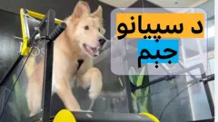 په نړیواله کچه د تودوخې د څپې په لوړېدو سره، د سپیو څښتن هڅه کوي خپلو سپیانو ته د تمرین ځای ومومي.