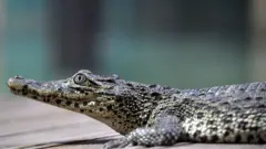 Un crocodile cubain