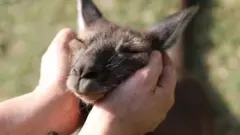 kangaroo