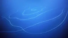 Sifonóforo