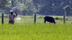 పురుగుమందులు